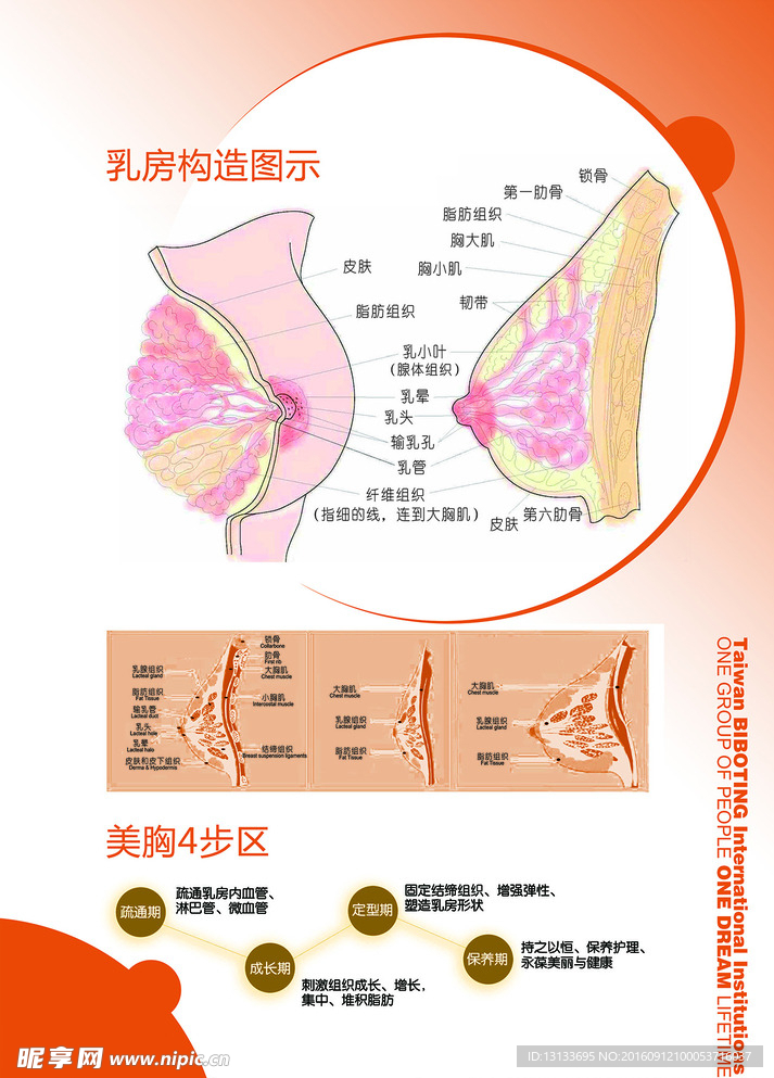 乳房结构图