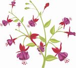 矢量图 雕刻 印花图案 手绘