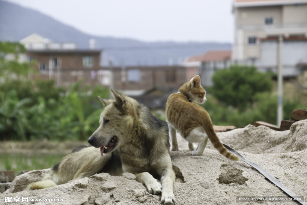 猫和狗