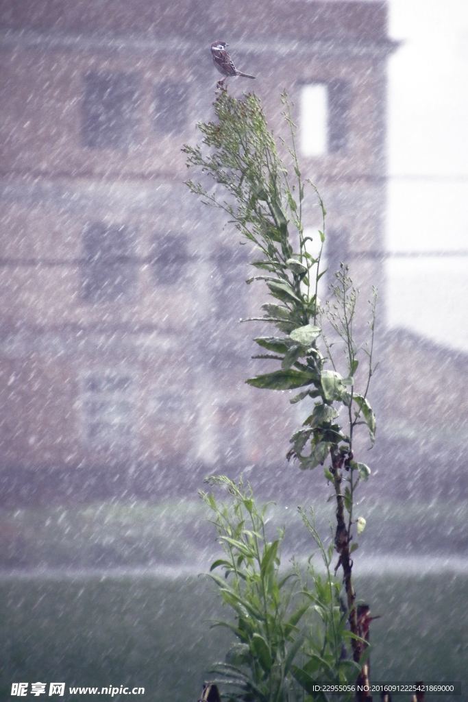 雨中的小鸟