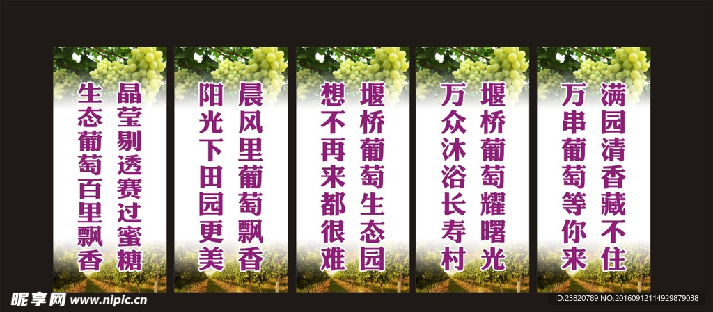 葡萄园标语  背景