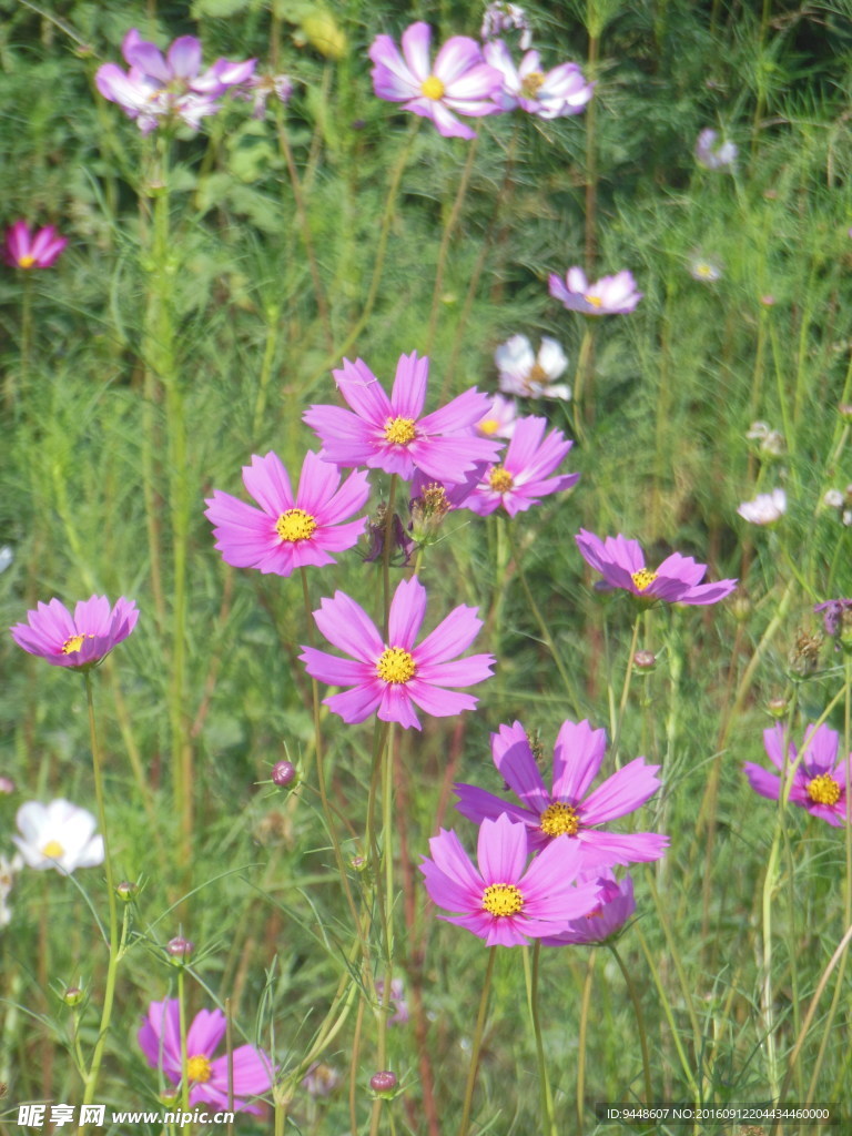 格桑花