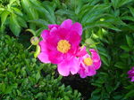 芍药