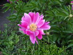 芍药