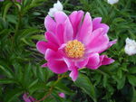芍药