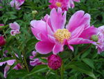 芍药