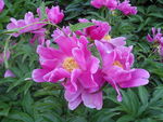 芍药