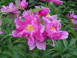 芍药