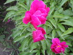 芍药
