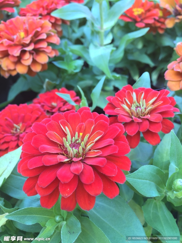 小雏菊