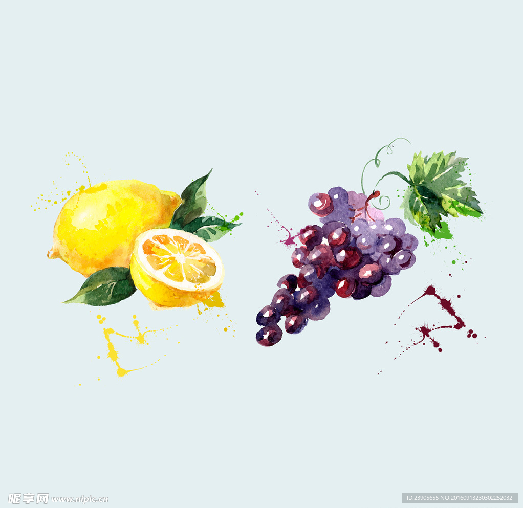 手绘矢量水果葡萄柠檬水彩插画