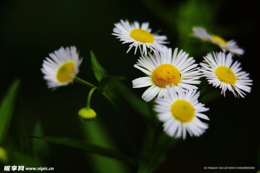 雏菊