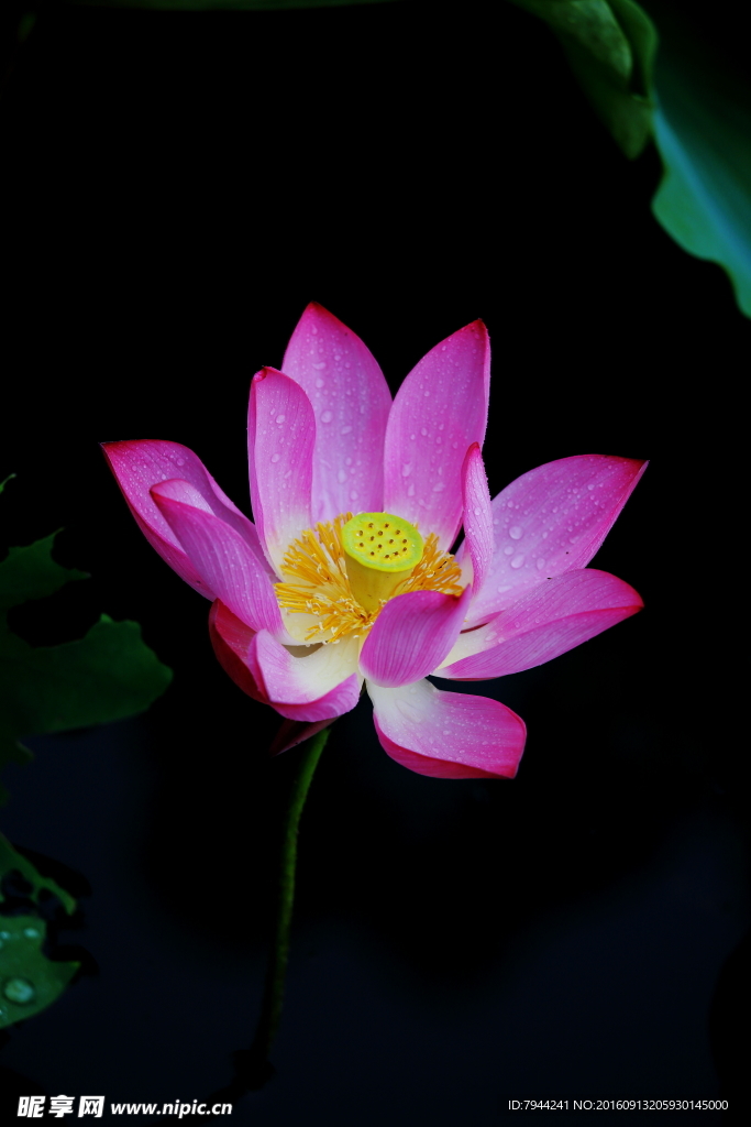 荷花