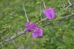 南山公园 花