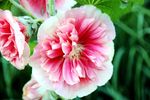 蜀葵花