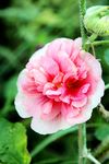 蜀葵花