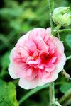 蜀葵花