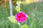 蜀葵花