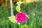 蜀葵花