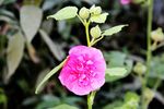 蜀葵花