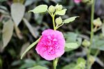 蜀葵花