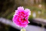 蜀葵花