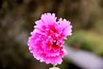 蜀葵花
