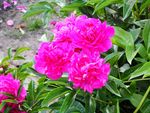 芍药