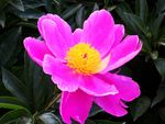 芍药