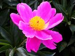 芍药