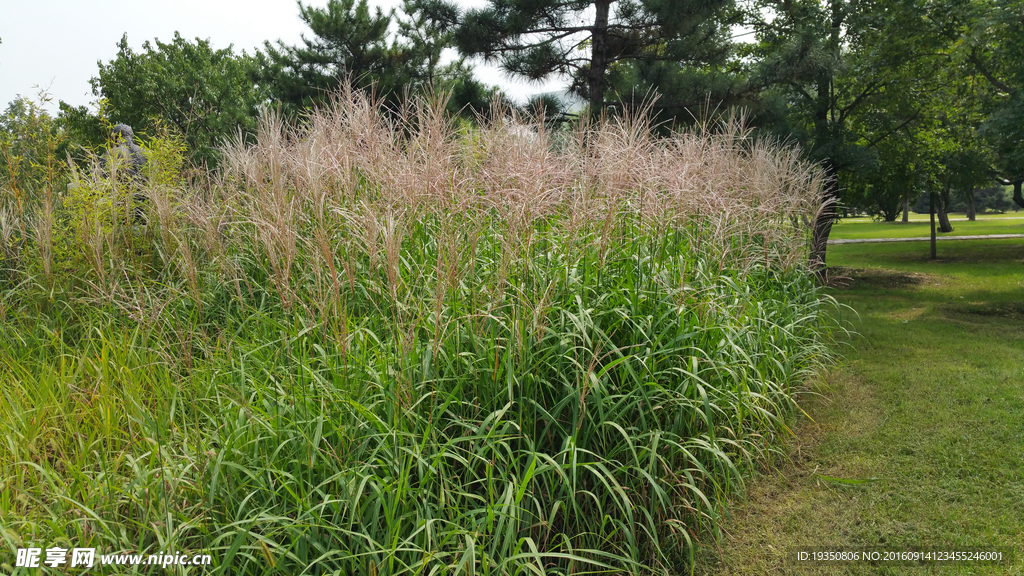园林里的芦苇