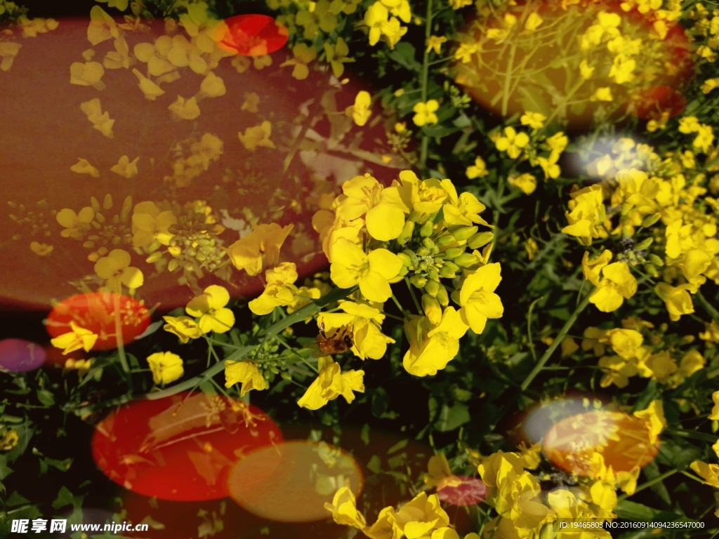 油菜花