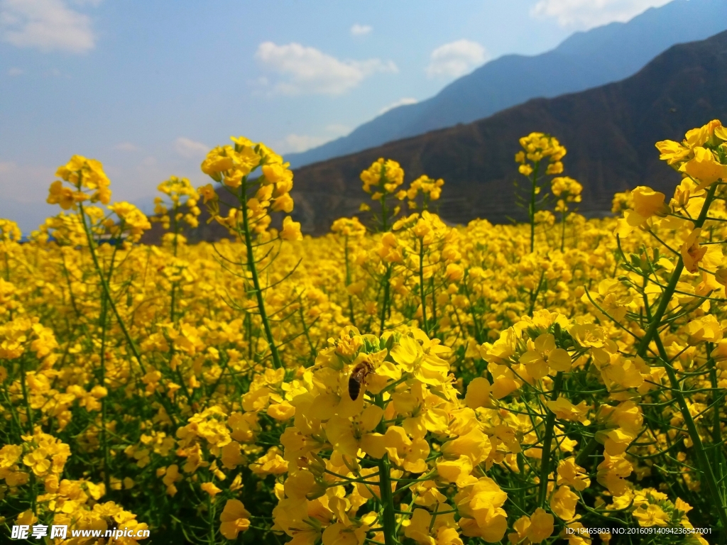油菜花
