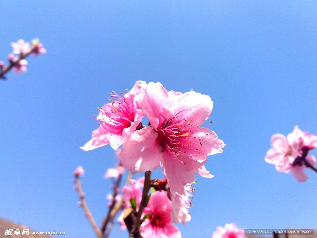 桃花