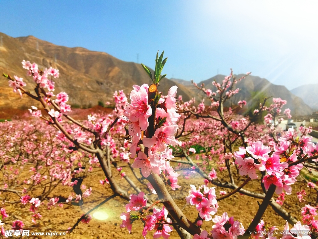 桃花