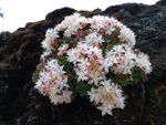 白花