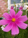 格桑花