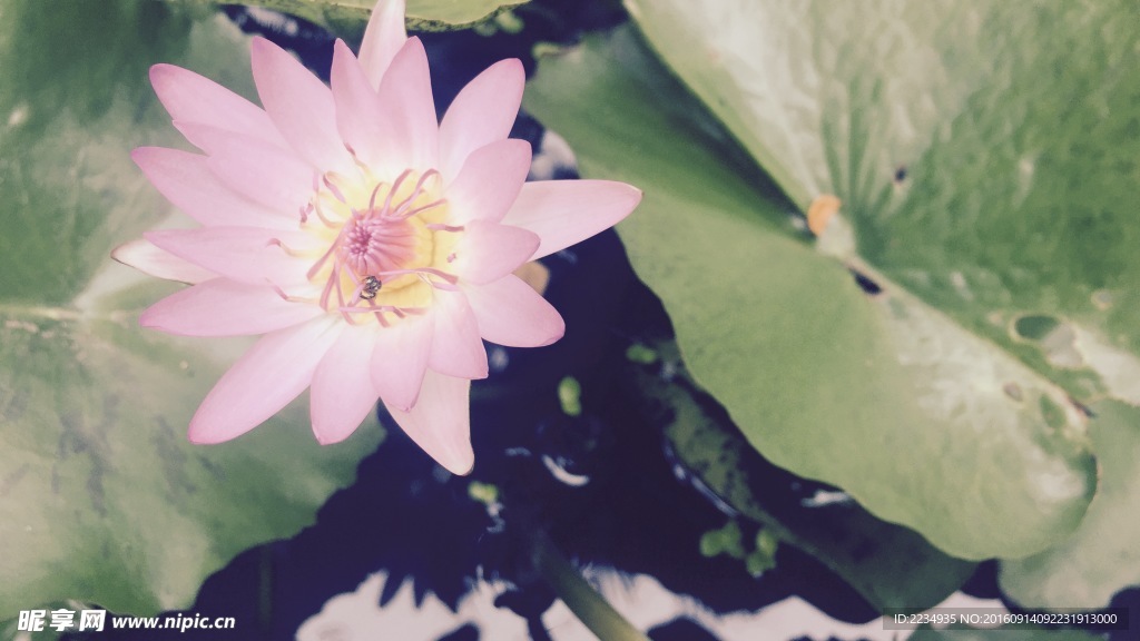 莲花