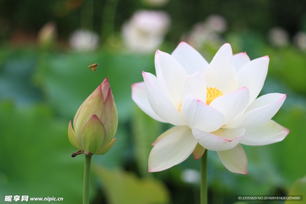 盛放的白莲花