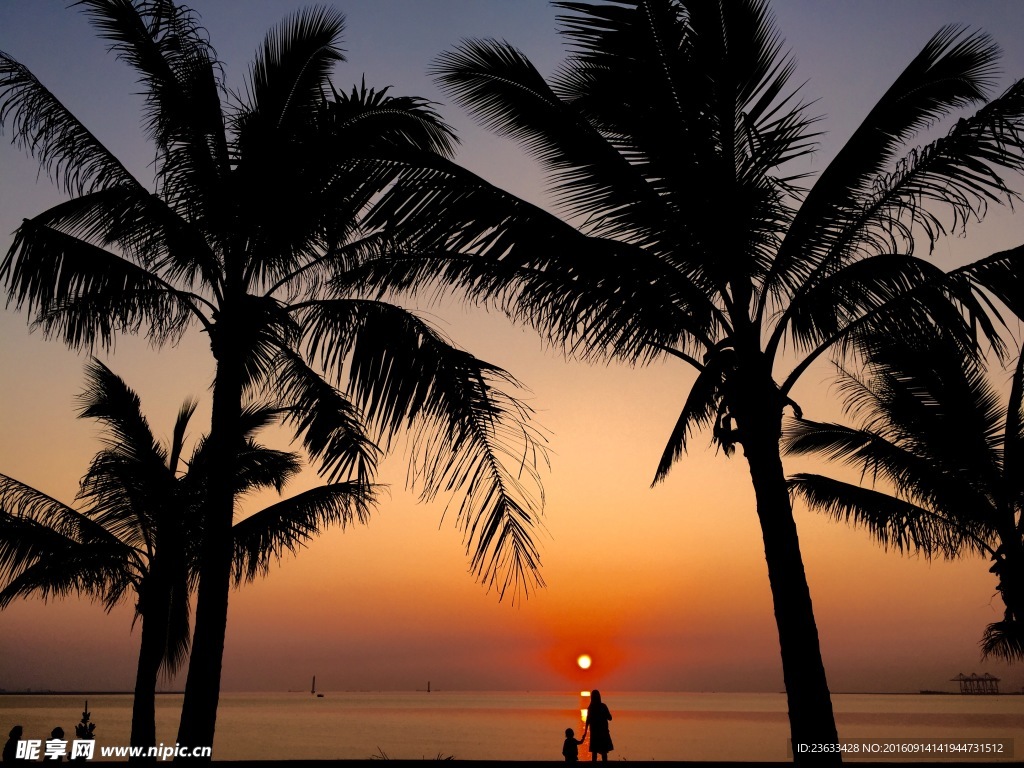 海南岛日落下的椰树