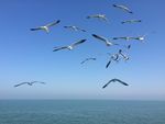 海欧