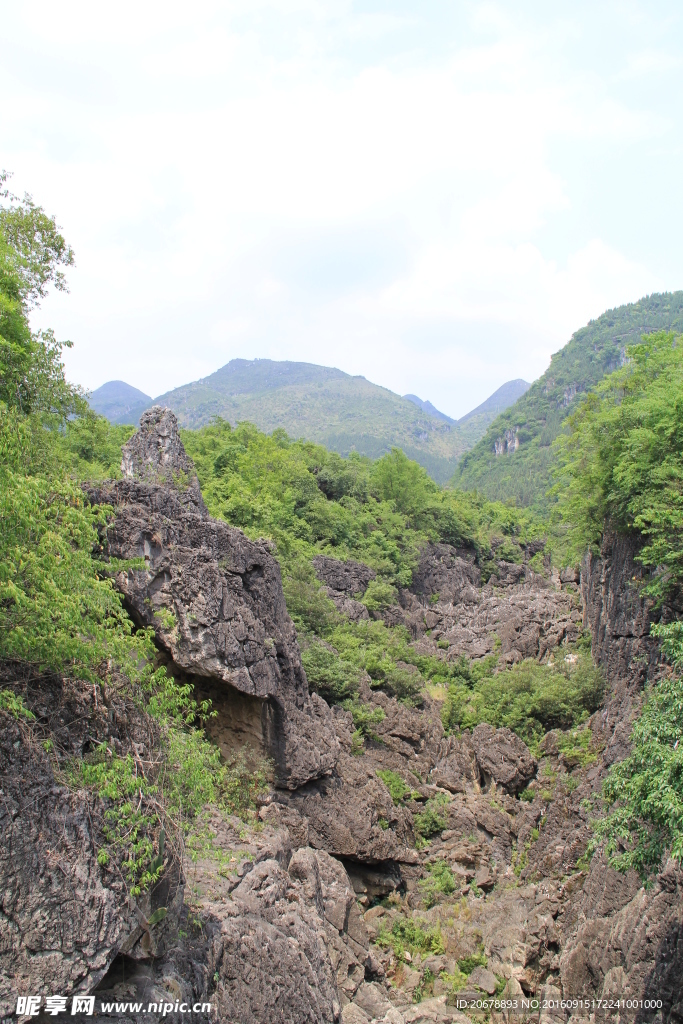 黄果树