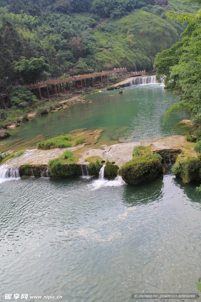 黄果树