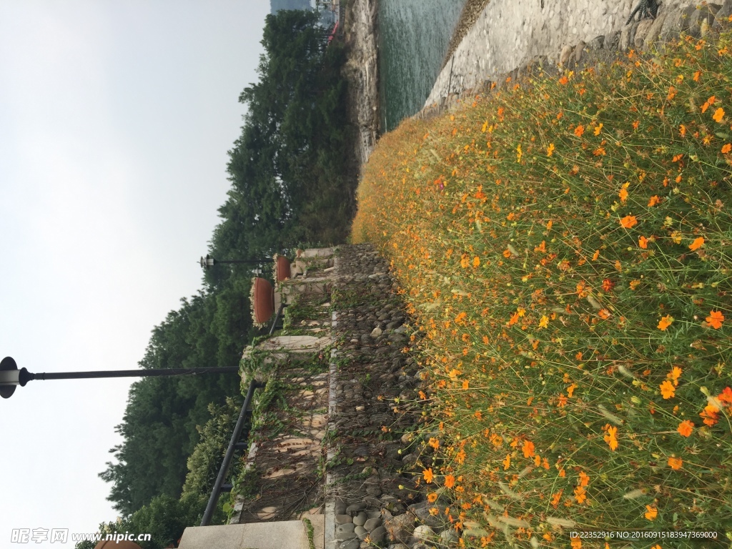 花海