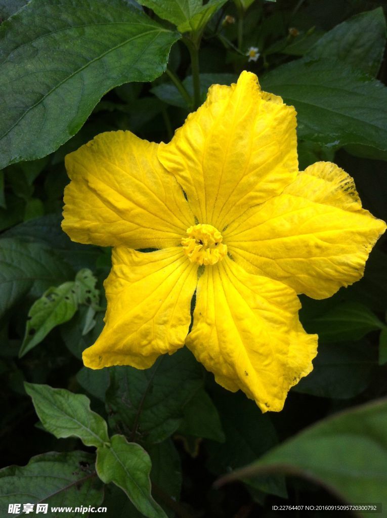 黄花