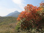 嵩山红叶