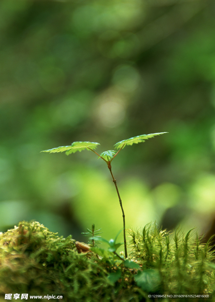 植物微景观