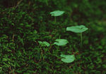苔藓与绿叶