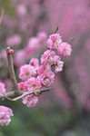 红梅花开