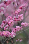 红梅花开